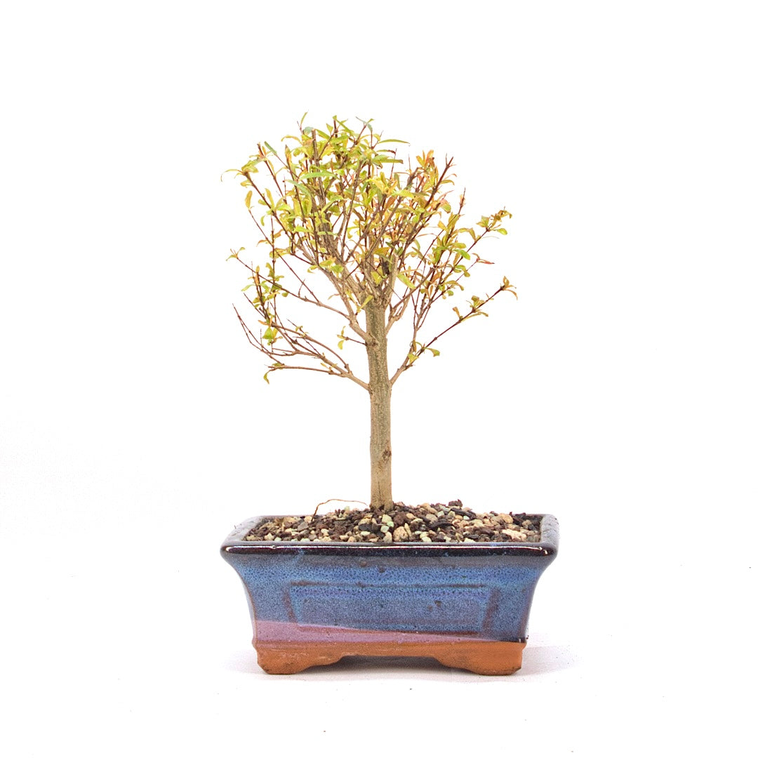 Granatapfel 'Punica granatum'